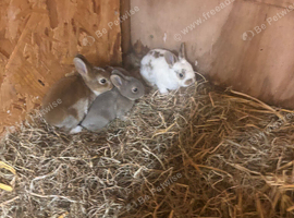 4 Rex rabbits