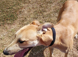 Lurcher