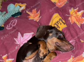 Dachshund
