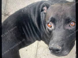 Dog for sale