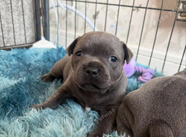 Blue Staffordshire bull terrier puppies
