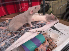 3 sister rats