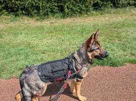 Beautiful 22 months old German Shepherd female