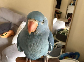 Hand reared ringneck