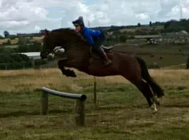 BEEN THERE DONE IT WELSH MARE