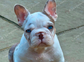 FRENCHIE PUPPIES