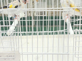 Siberian goldfinch pairs all DNA