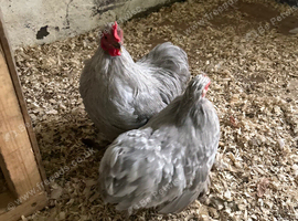 Pekin cockrel