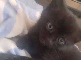 Kitten's