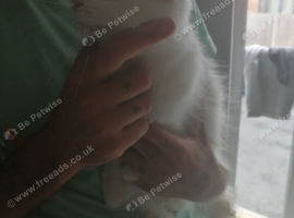 Turkish angora female cat