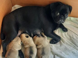 Pug puppies