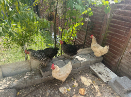 4 chickens 2 chicks
