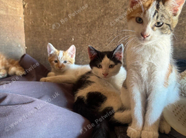 3 kittens ready to leave