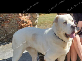 XXL WHITE C.A.S ALABAI (IMPORT)