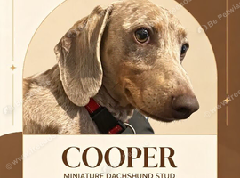 Isabella miniature dachsund stud