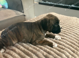 1 KC BOXER BRINDLE GIRL LEFT