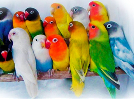 WANTED LOVE BIRDS