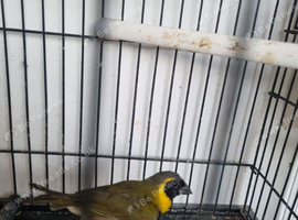 Cuban Finch