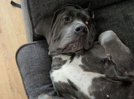 Cane corso