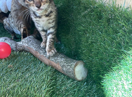 Beautiful full bengal boy