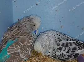 Budgies