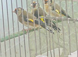 Goldfinch hens