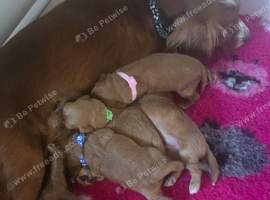 Exceĺent cockerpoo puppies 3 males