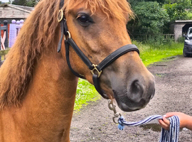 Stunning chestnut gelding