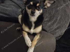 Chihuahua for same/rehome