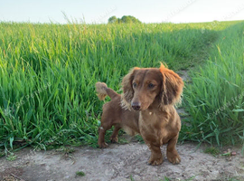 Long haired miniature for stud