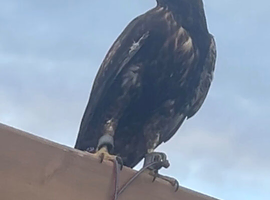 Harlan&rsquo;s hawk for Sale