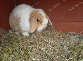 Beautiful adult female mini lop