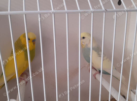Pair of budgies