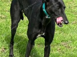 3yr old greyhound girl