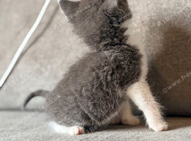 Russian x Bengal Kittens &ndash; Ready 21st July!