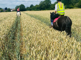 Looking for a sharer for our 12&rsquo;2 Mini Gypsy Cob