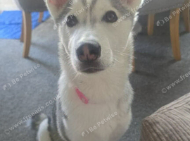 8 month old pup