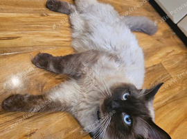 pure ragdoll seal point mink male
