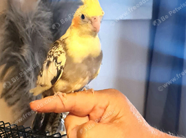Beautiful handfed cockatiel