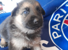 Straight back German shepherd pups
