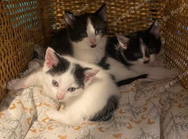 Beautiful boy kittens