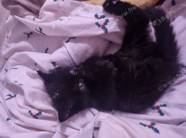 Kitten for free