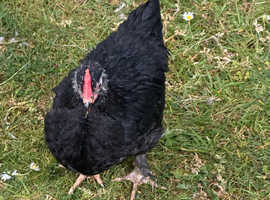 Pekin cross cockerel