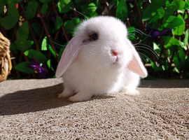 ️Mini lop️