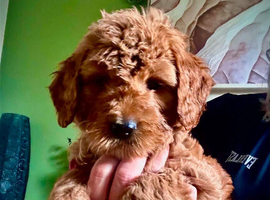 Standard Goldendoodle / Australian Double Doodle