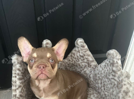 Last Rojo French Bulldog Puppy