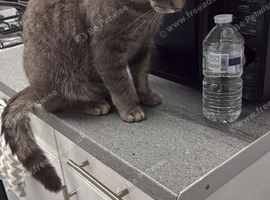 2 years old cat