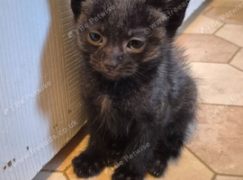 Beautiful kittens looking for their forever home