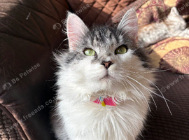(READY NOW) Beautiful Maine coons, are ready to go to their forever homes.