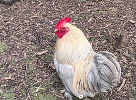 4 pekin bantam cockerels ready now